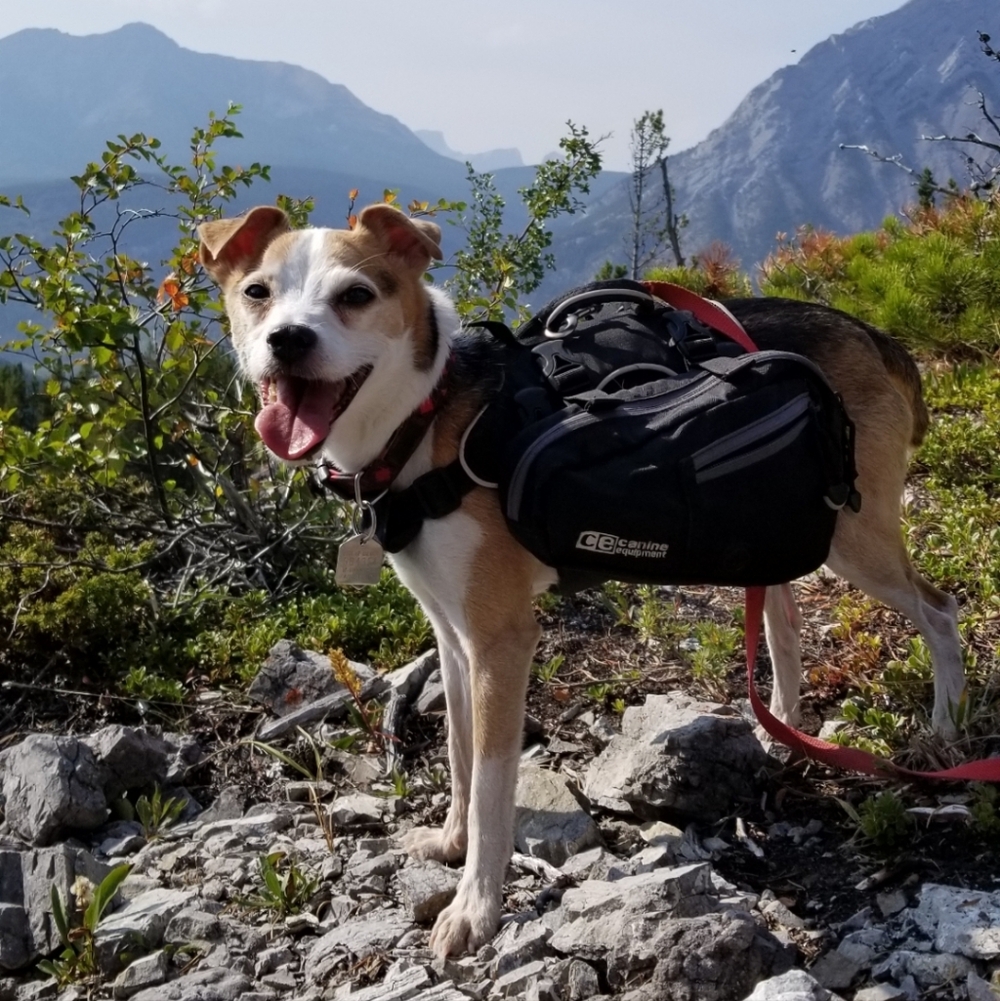 Canine Equipment-Trail Backpack ULT